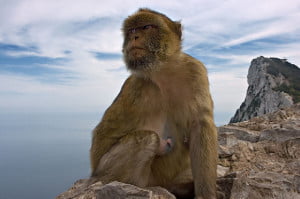 Gibraltar. La ficción británica