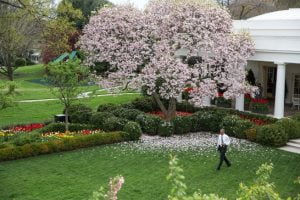 Lo cursi: metapolítica y realidad