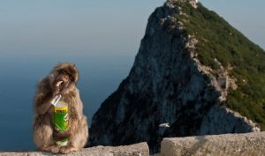 Gibraltar. Tambores de guerra